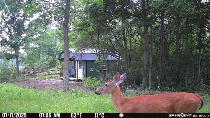A deer passing by the cabin, caught on our trail camera